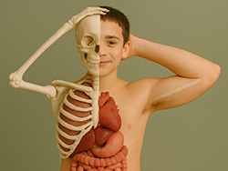 Funny Bones and Bodies